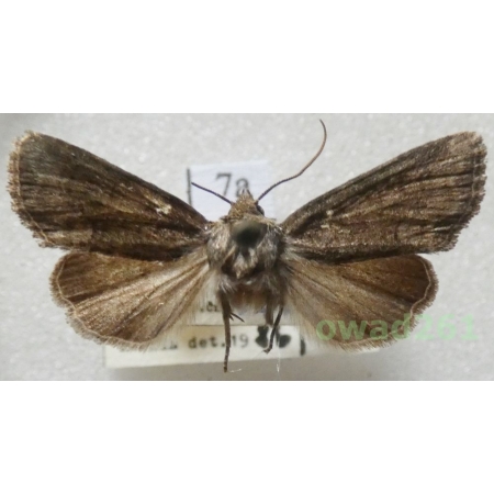 Oligia strigilis (Linnaeus, 1758) Czech7a